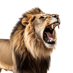 Obraz premium A lion isolated on transparent background or white background