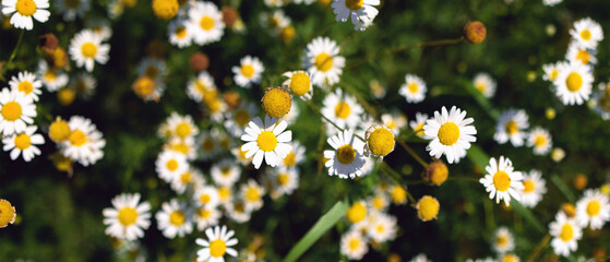 Banner with Chamomile flowers Field. Beautiful nature scene with blooming medical roman chamomiles....