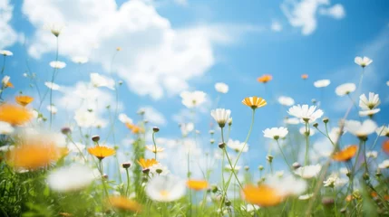 Gartenposter Summer meadow with daisies and blue sky with white clouds © tashechka