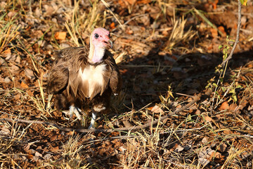 Kappengeier / Hooded vulture / Necrosyrtes monachus.