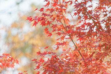 紅い紅葉