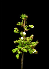Spring blossom cherry blooming on black background.