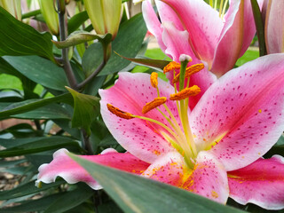 Close up pink Lily flower blooming