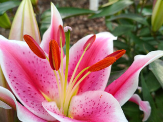 Close up pink Lily flower blooming