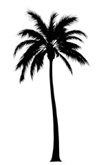 Silhouette of palm tree isolated on transparent background