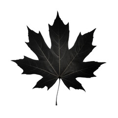 Naklejka premium Silhouette of maple leaf isolated on transparent background