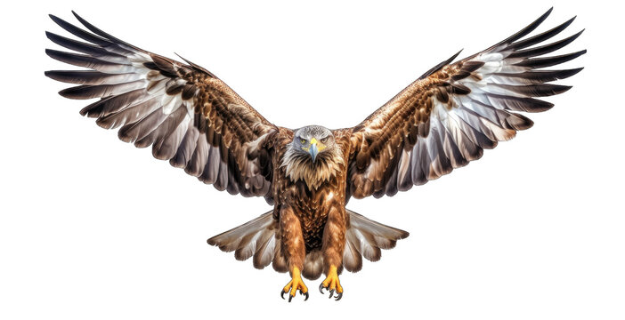 PNG of Bald eagle American soaring on transparent background. Eagle Wild life animal flying for peace feel free in religious Independence Day.
