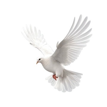 PNG of One White Dove freedom flying Wings on transparent background symbol of International Day of Peace, Holy spirit of God in Christian religion heaven concept