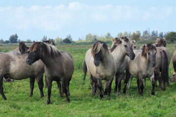 Konik horses, wild horses herd, in the Oostvaardersplassen, national park, national reserve in the...