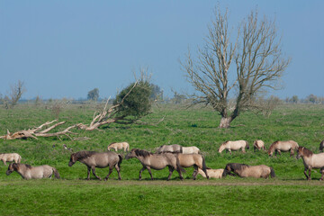 Naklejka na ściany i meble Konik horses, wild horses herd, in the Oostvaardersplassen, national park, national reserve in the Netherlands