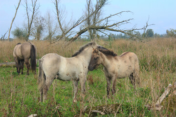 Obraz na płótnie Canvas Konik horses, wild horses herd, in the Oostvaardersplassen, national park, national reserve in the Netherlands