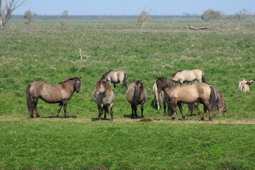 Obraz na płótnie Canvas Konik horses, wild horses herd, in the Oostvaardersplassen, national park, national reserve in the Netherlands