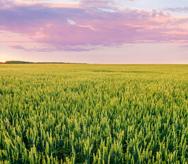 beautiful landscape of green young spring of summer wheat field during sunset or sunrise with young crop and amazing cloudy sky on background.