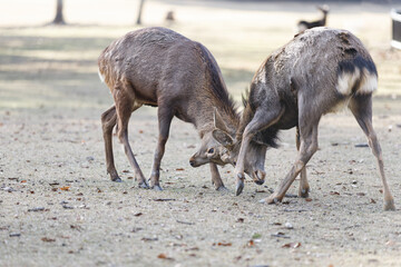 戦う雄鹿