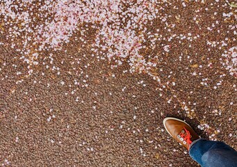 桜の花びらの散った地面と足元