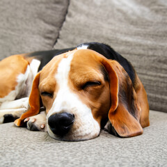 Dog Sleeping on Couch