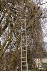 ladder in a tree