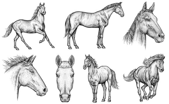 Vintage engraving isolated horse set illustration ink sketch. Wild equine background nag mustang animal silhouette art. Black and white hand drawn image