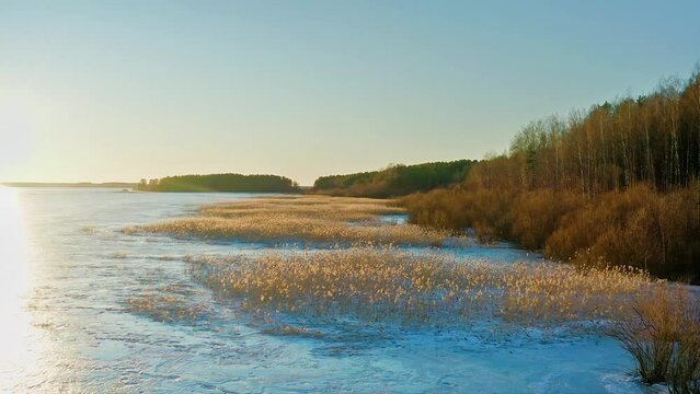 Frozen riparian zone, clear sky, hornwort standing in the ice. Aerial Drone Shot.