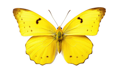 Sunshine Wings Clouded Yellow Butterfly Isolated on a Transparent Background PNG.