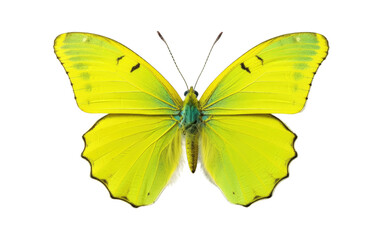 Flitting Elegance Clouded Sulphurs Beauty Isolated on a Transparent Background PNG.