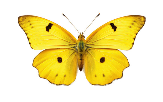 Winged Sunbeam Clouded Yellow Butterfly Isolated on a Transparent Background PNG.