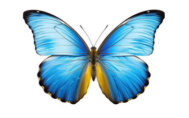 Azure Flutter Eastern Tailed Blue Chronicles Isolated on a Transparent Background PNG. - obrazy, fototapety, plakaty