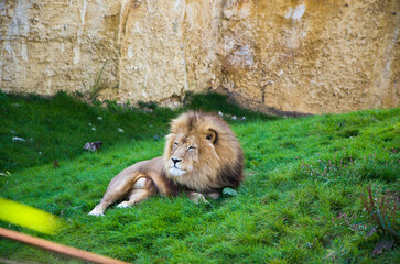 Obraz premium A lion who lives in a zoo lies on the green grass, plays with a lioness and walks