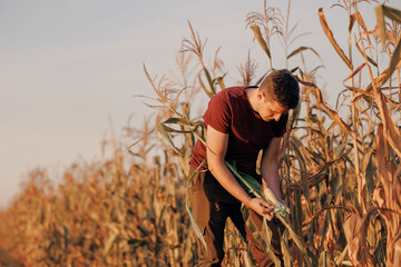 Portrait young man farmer in cornfield checks quality freshly harvested corn for making silo....
