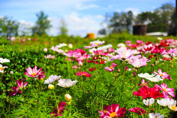 flowers in the garden