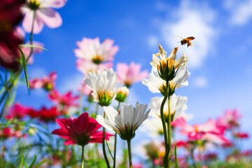 White cosmos flower on sky background