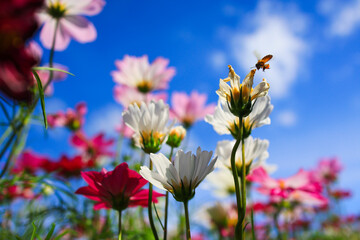 White cosmos flower on sky background