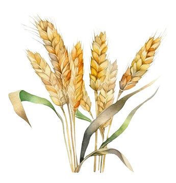 Watercolor illustration of wheat ear. Harvest. Autumn. Transparent background, png. Ai generated.