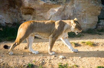A lion who lives in a zoo lies on the green grass, plays with a lioness and walks