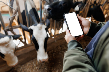 Farmer uses phone app to monitor health care of cows, farm livestock. Mockup with white screen, modern technology of agriculture cattle 4.0 industry farming. - obrazy, fototapety, plakaty