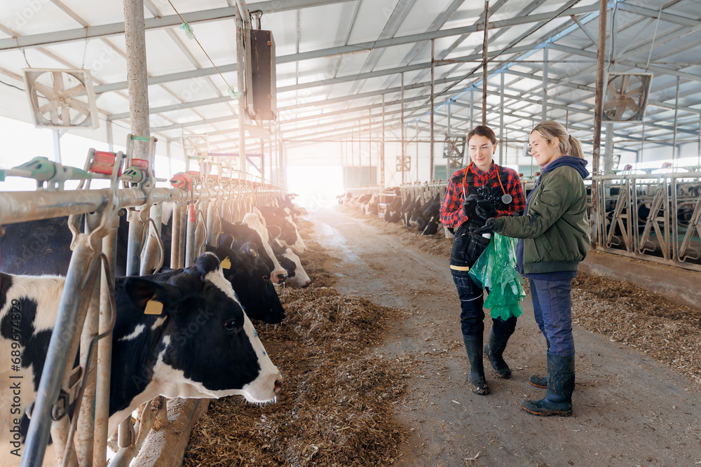 Wall mural concept modern technology of livestock farming cattle 4.0 industry. two woman veterinarian doctor an