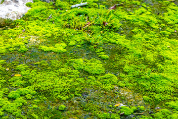 Green moss lichen plants on stony ground in Coba Mexico.