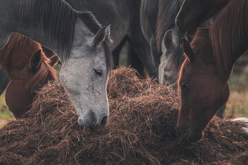 Horses eating a ball of dry grass on a cold autumn morning 