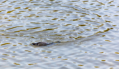A fish swims on the surface of the water