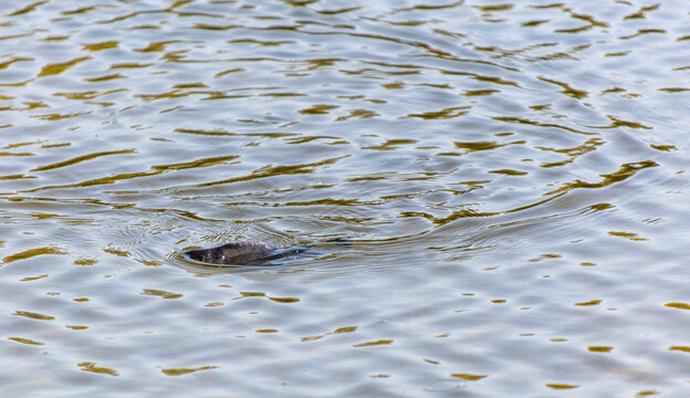 A fish swims on the surface of the water