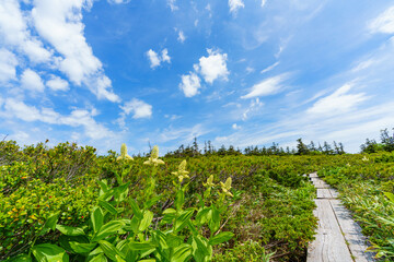 西吾妻山登山　日本百名山の絶景とコバイケイソウ