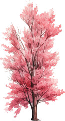 Cherry blossom tree watercolor painting isolated on transparent background.