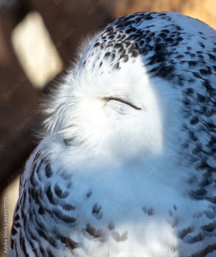 Poster Portrait of an owl in the zoo