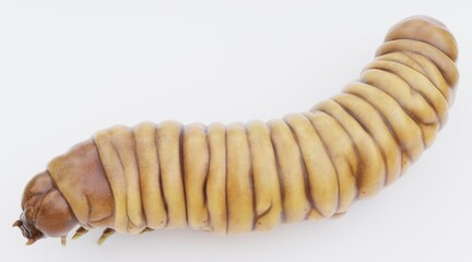 Realistic 3D Render of Wax Worm