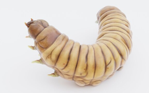 Realistic 3D Render of Wax Worm