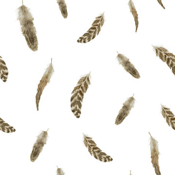 Feathers seamless Pattern. Watercolor illustration of Plumes on white isolated background. Hand drawn vintage brown Boho ornament. Drawing of bird quill for wrapping paper and fabric design.