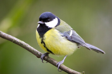 A beautiful animal portrait of a perched lone Great Tit