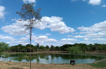 lake and trees