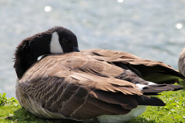 A beautiful Canadian Goose lazing next to a lake in the warm winter sun