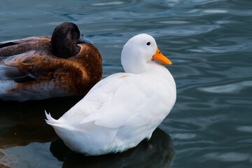 A beautiful American Pekin Duck on a lake next to another species